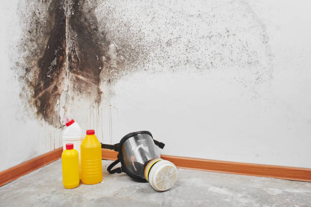 Best Office Mold Removal Services  in Crownsville, MD